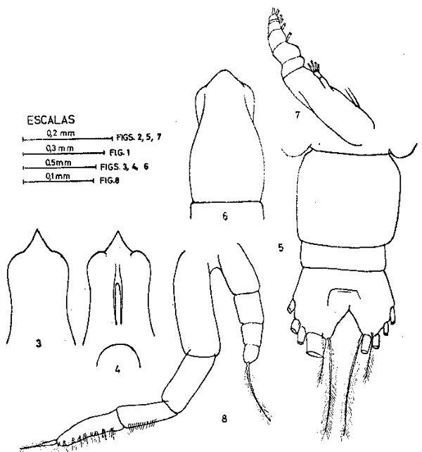 Espce Pareucalanus sewelli - Planche 7 de figures morphologiques