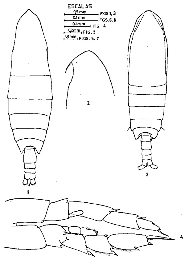Espce Calanoides carinatus - Planche 5 de figures morphologiques