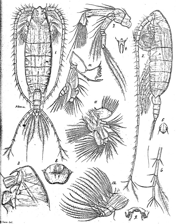 Species Megacalanus princeps - Plate 1 of morphological figures