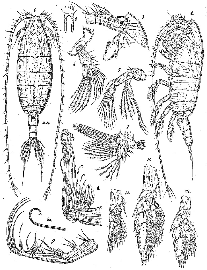 Species Bathycalanus richardi - Plate 2 of morphological figures