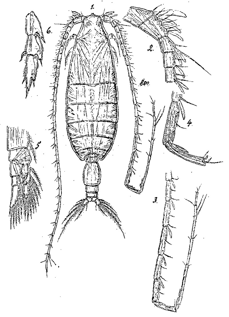 Species Bathycalanus richardi - Plate 3 of morphological figures