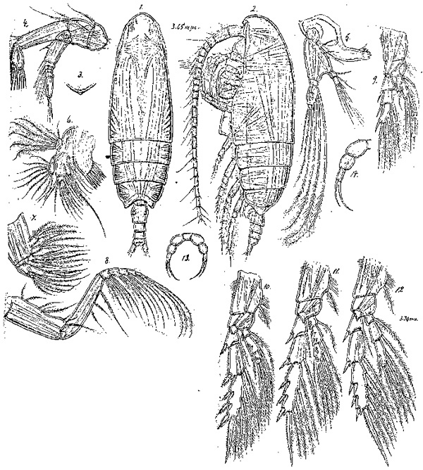 Species Farrania oblonga - Plate 1 of morphological figures
