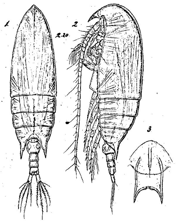 Species Aetideus giesbrechti - Plate 4 of morphological figures