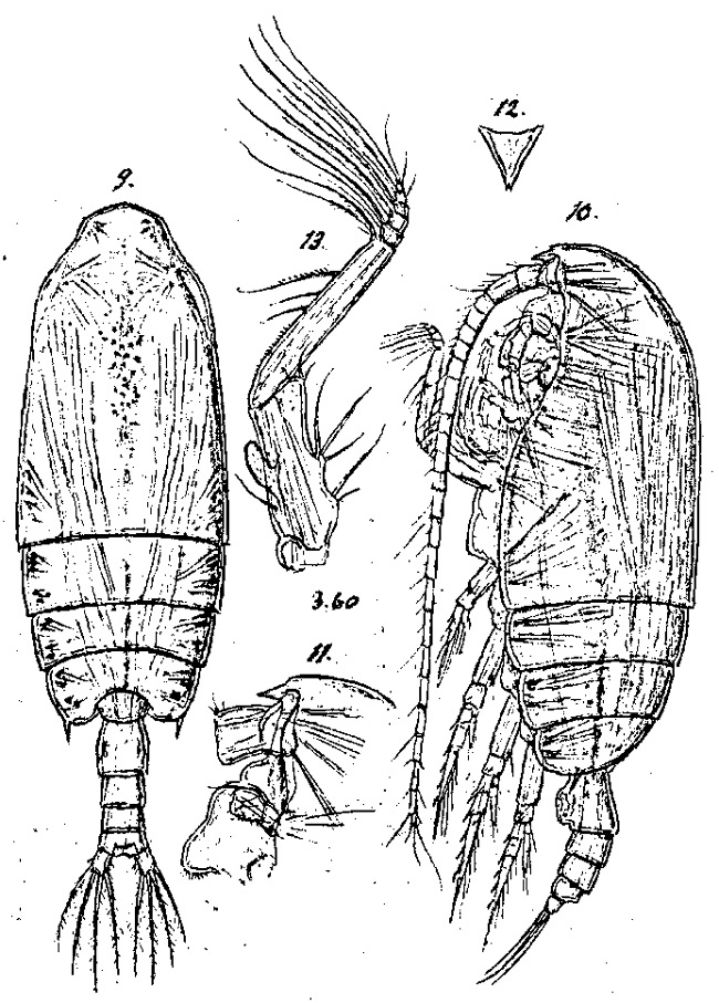 Species Gaetanus brevispinus - Plate 12 of morphological figures