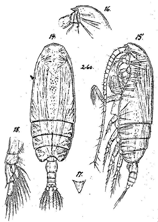 Species Gaetanus minutus - Plate 11 of morphological figures