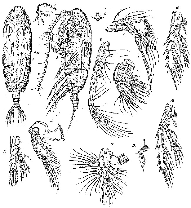 Species Gaetanus brevicaudatus - Plate 2 of morphological figures