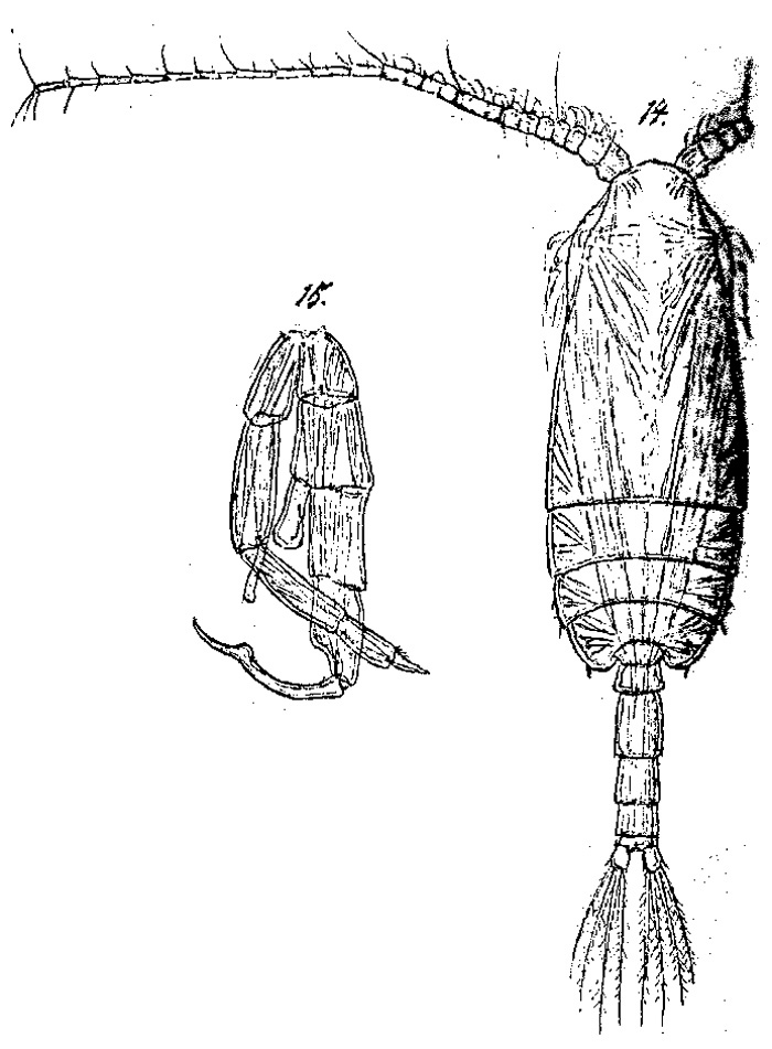 Species Gaetanus brevispinus - Plate 13 of morphological figures