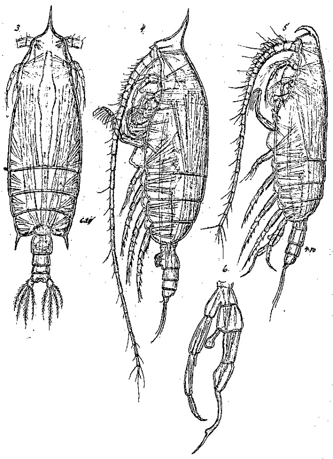 Espèce Gaetanus pileatus - Planche 8 de figures morphologiques