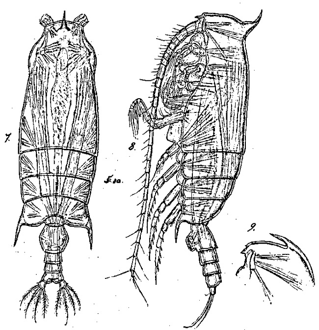 Species Gaetanus latifrons - Plate 5 of morphological figures