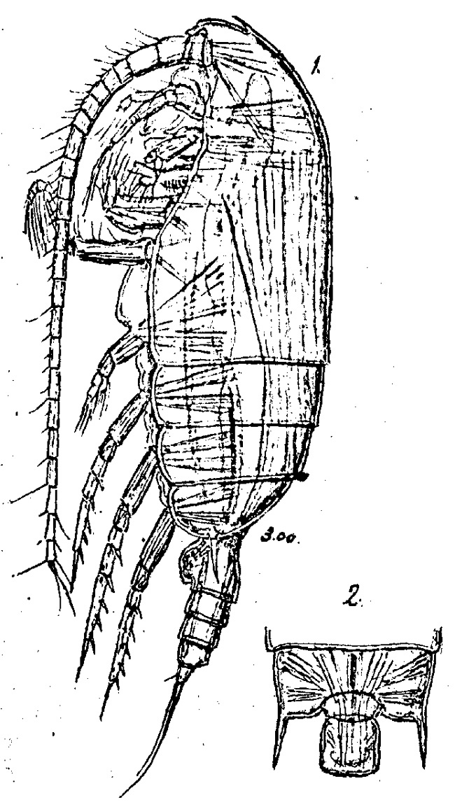 Species Gaetanus armiger - Plate 3 of morphological figures