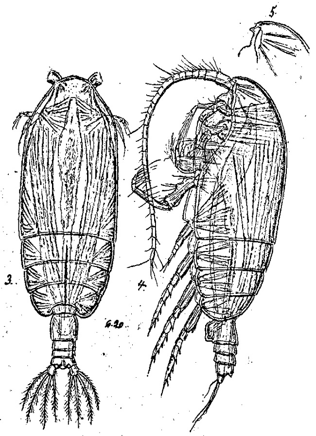 Espce Gaetanus inermis - Planche 3 de figures morphologiques