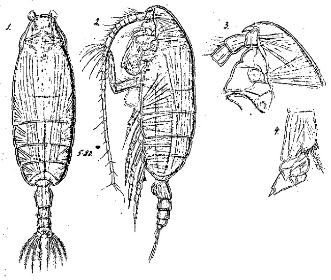 Espèce Pseudochirella obtusa - Planche 9 de figures morphologiques