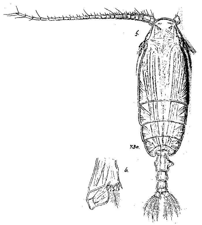 Species Pseudochirella pustulifera - Plate 5 of morphological figures