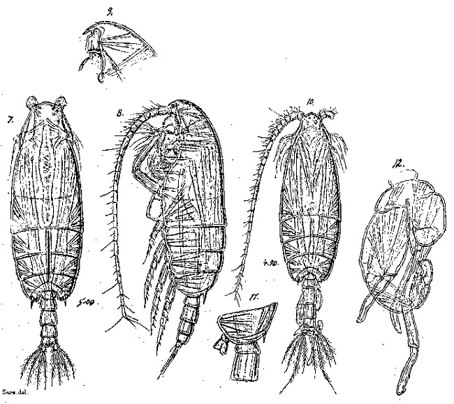 Espèce Pseudochirella notacantha - Planche 10 de figures morphologiques