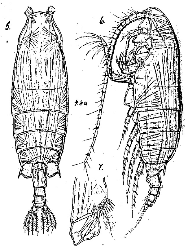 Espèce Pseudochirella divaricata - Planche 2 de figures morphologiques