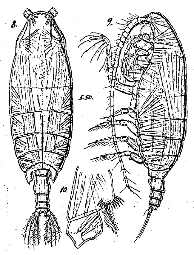 Espce Pseudochirella palliata - Planche 2 de figures morphologiques