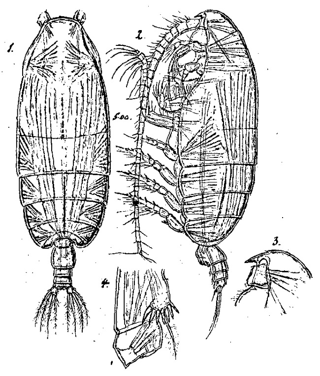 Species Pseudochirella obesa - Plate 4 of morphological figures