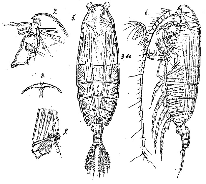 Espèce Pseudochirella major - Planche 3 de figures morphologiques