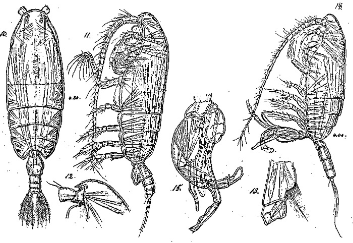 Espèce Pseudochirella dubia - Planche 3 de figures morphologiques