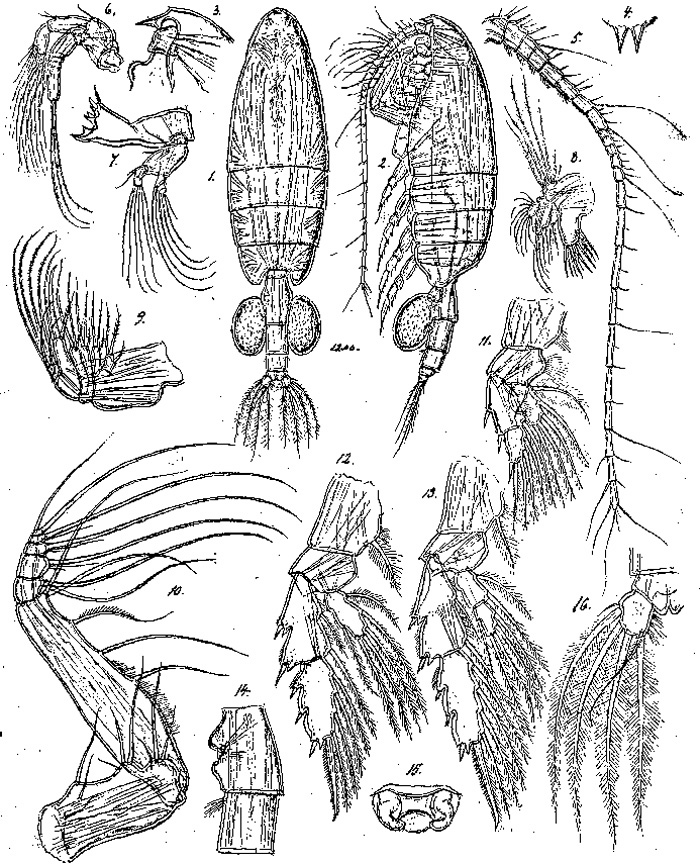 Species Valdiviella insignis - Plate 4 of morphological figures