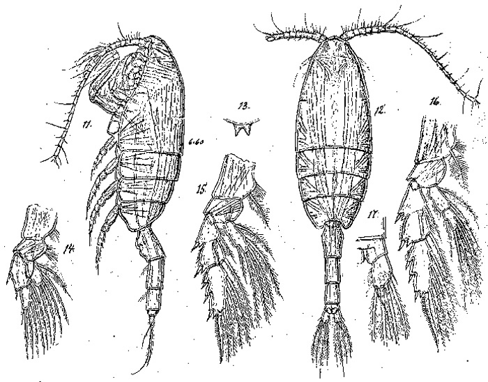Espce Valdiviella brevicornis - Planche 2 de figures morphologiques