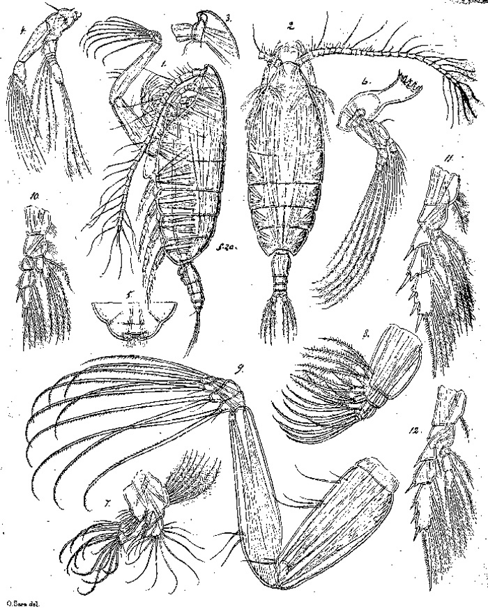 Espèce Pseudeuchaeta brevicauda - Planche 6 de figures morphologiques