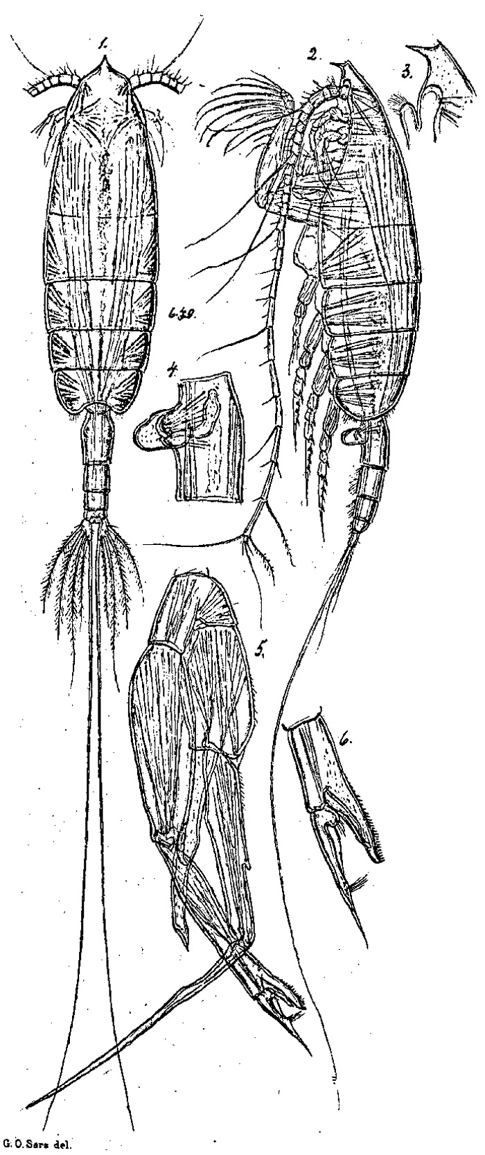 Species Euchaeta spinosa - Plate 5 of morphological figures