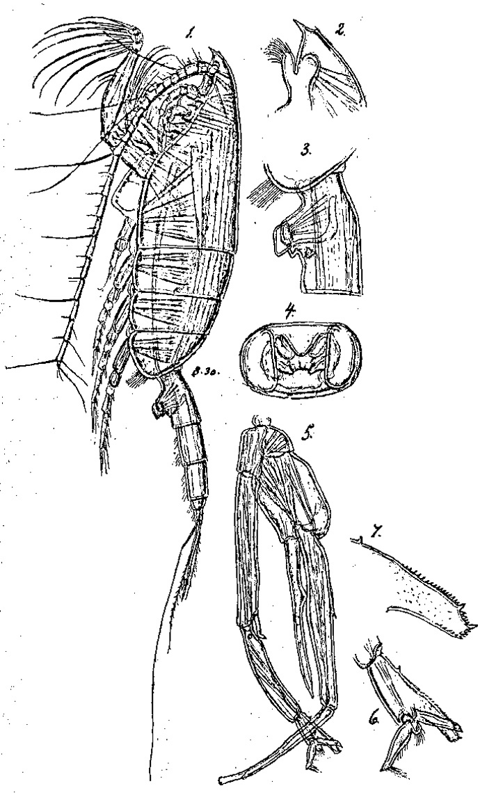 Espce Paraeuchaeta barbata - Planche 10 de figures morphologiques
