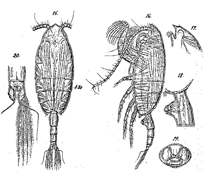 Species Paraeuchaeta tumidula - Plate 4 of morphological figures
