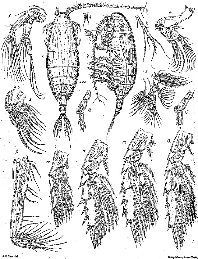 Species Xanthocalanus profundus - Plate 1 of morphological figures