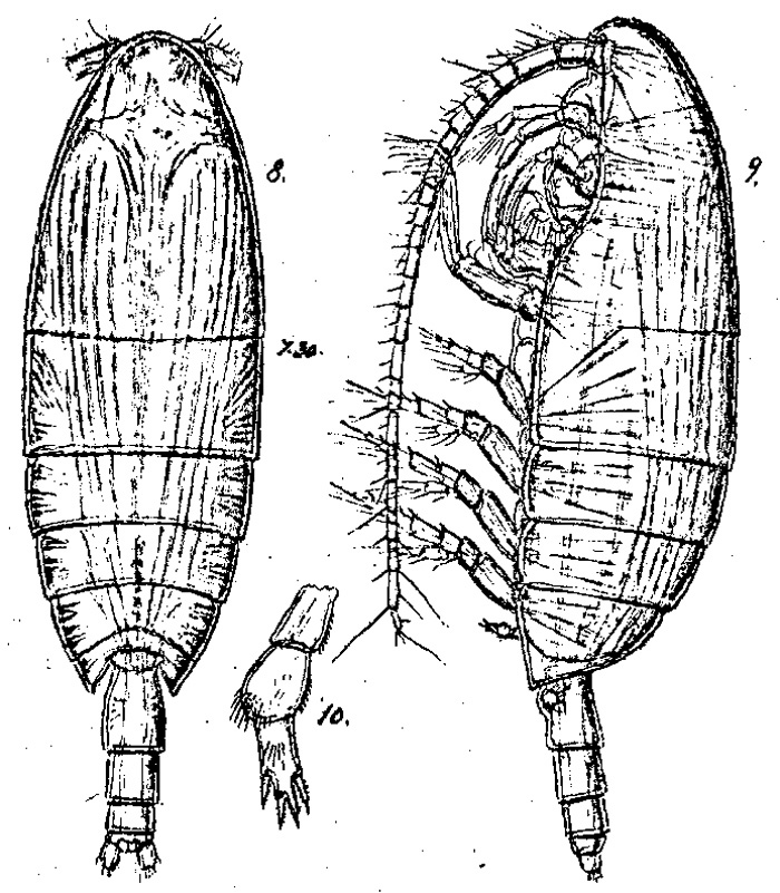 Species Xanthocalanus pinguis - Plate 3 of morphological figures