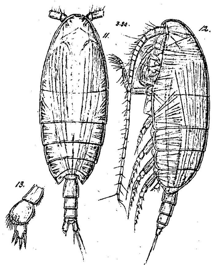 Espce Xanthocalanus obtusus - Planche 1 de figures morphologiques