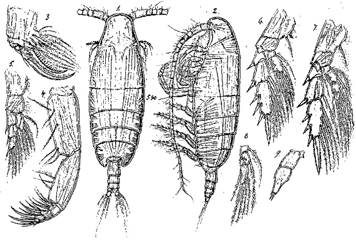 Espèce Xanthocalanus muticus - Planche 1 de figures morphologiques