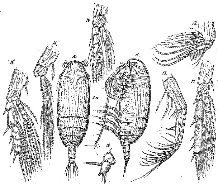 Species Xanthocalanus echinatus - Plate 2 of morphological figures