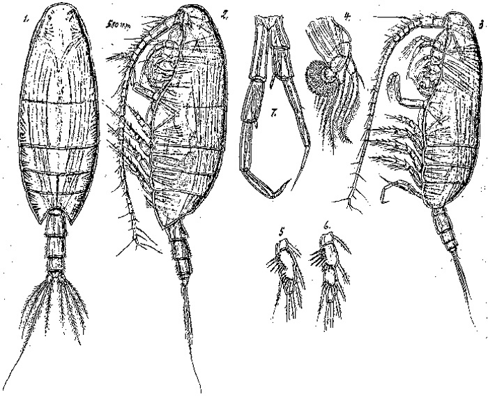 Species Xanthocalanus hirtipes - Plate 1 of morphological figures