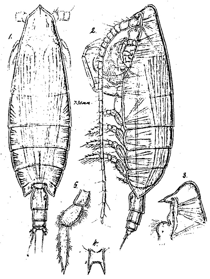 Species Onchocalanus cristatus - Plate 10 of morphological figures
