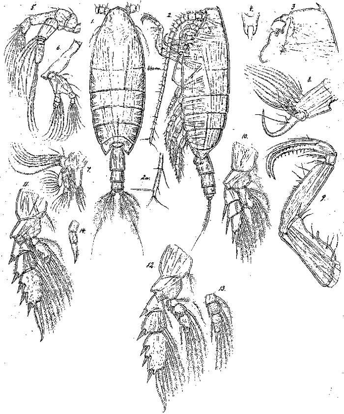 Species Cornucalanus chelifer - Plate 7 of morphological figures