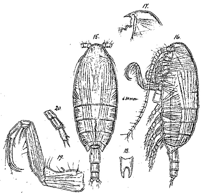 Species Cornucalanus simplex - Plate 2 of morphological figures