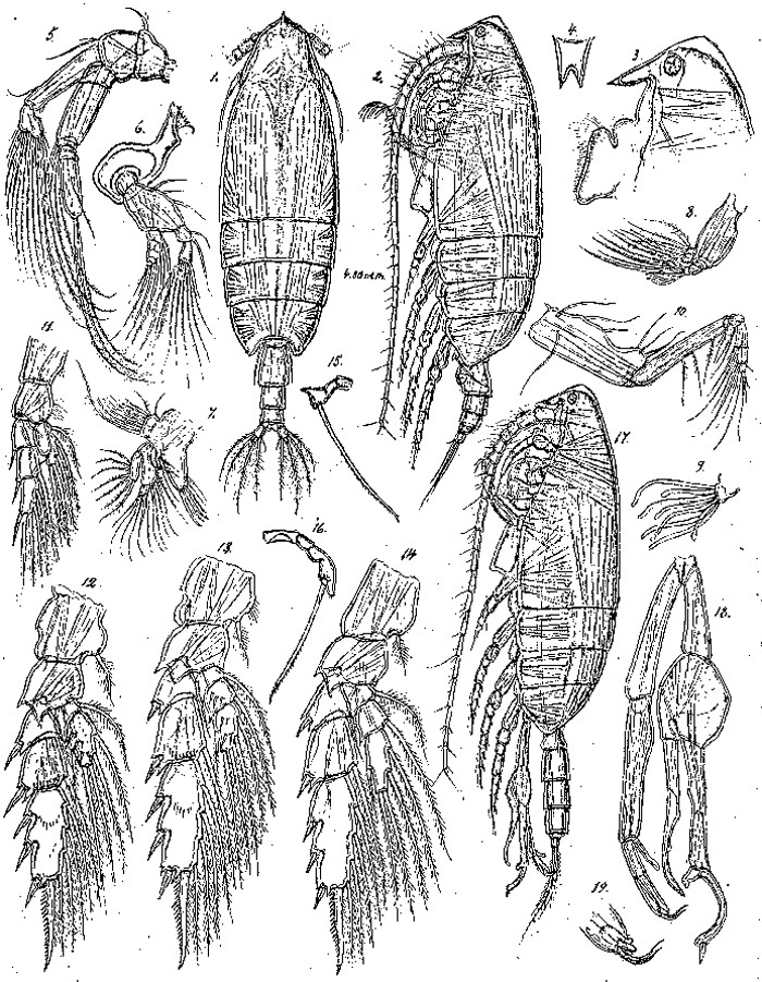 Espèce Scottocalanus persecans - Planche 6 de figures morphologiques