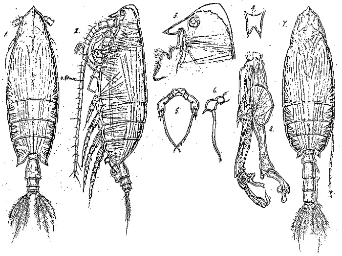 Espèce Scottocalanus securifrons - Planche 9 de figures morphologiques