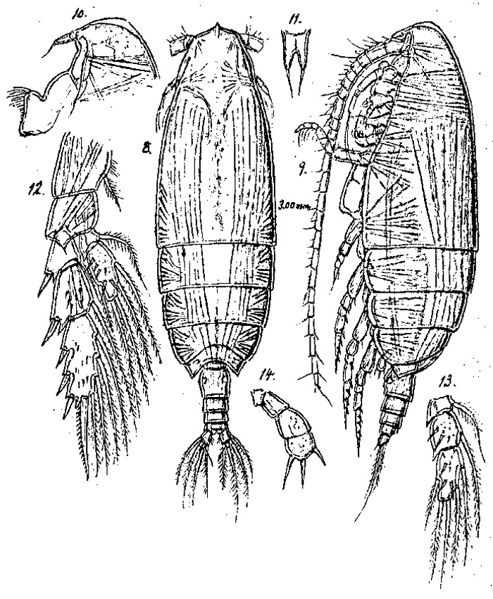 Species Lophothrix latipes - Plate 5 of morphological figures