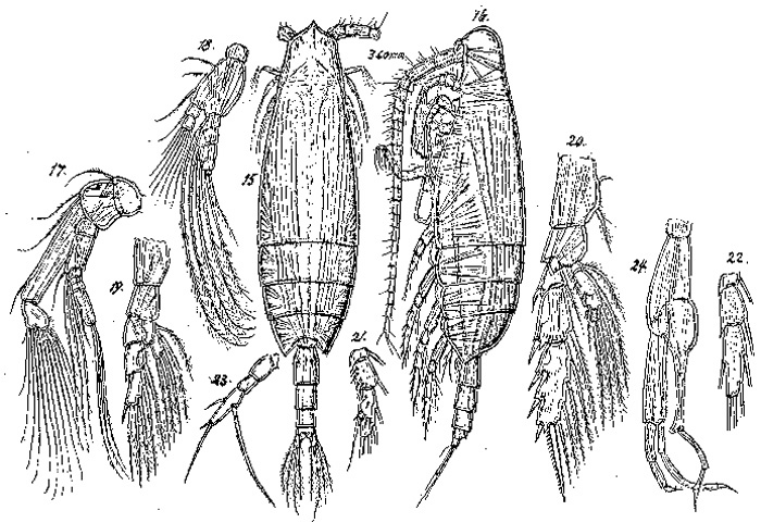 Species Scaphocalanus affinis - Plate 3 of morphological figures