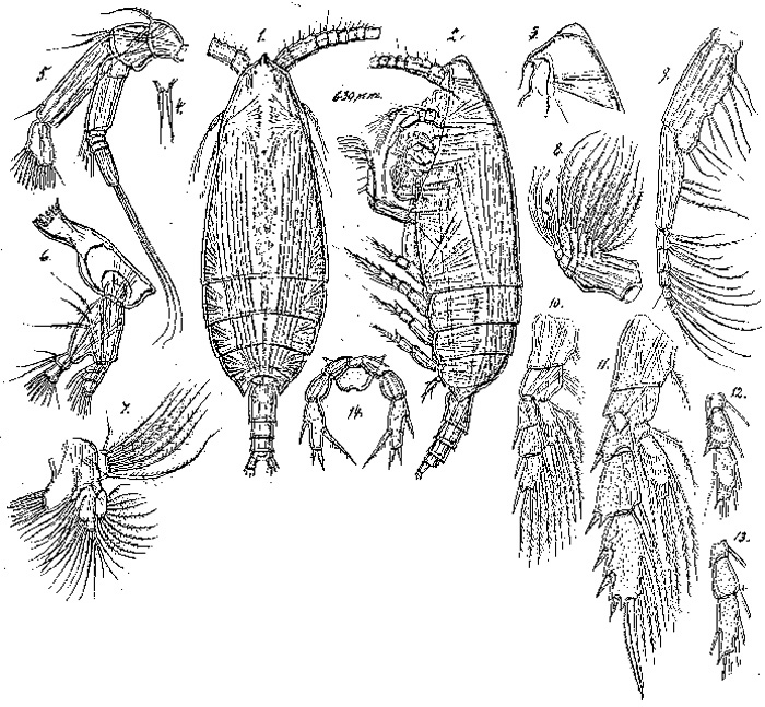 Espèce Falsilandrumius angulifrons - Planche 1 de figures morphologiques