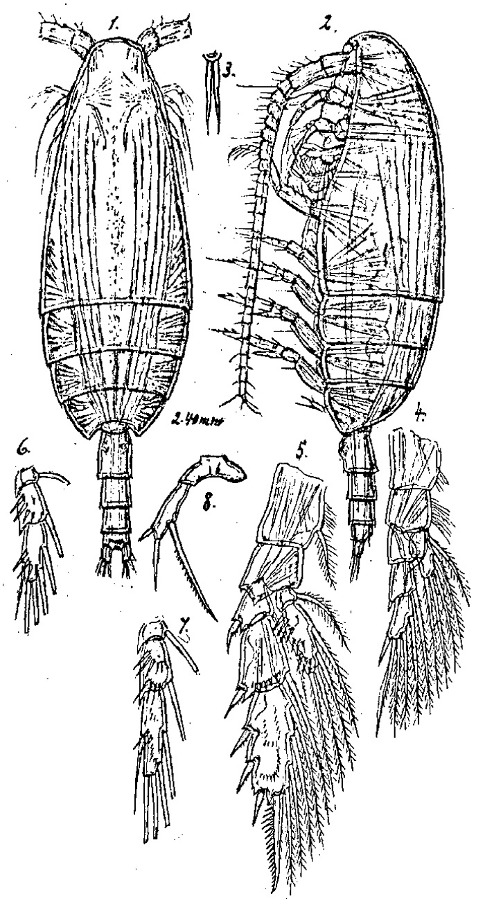 Species Scaphocalanus medius - Plate 3 of morphological figures