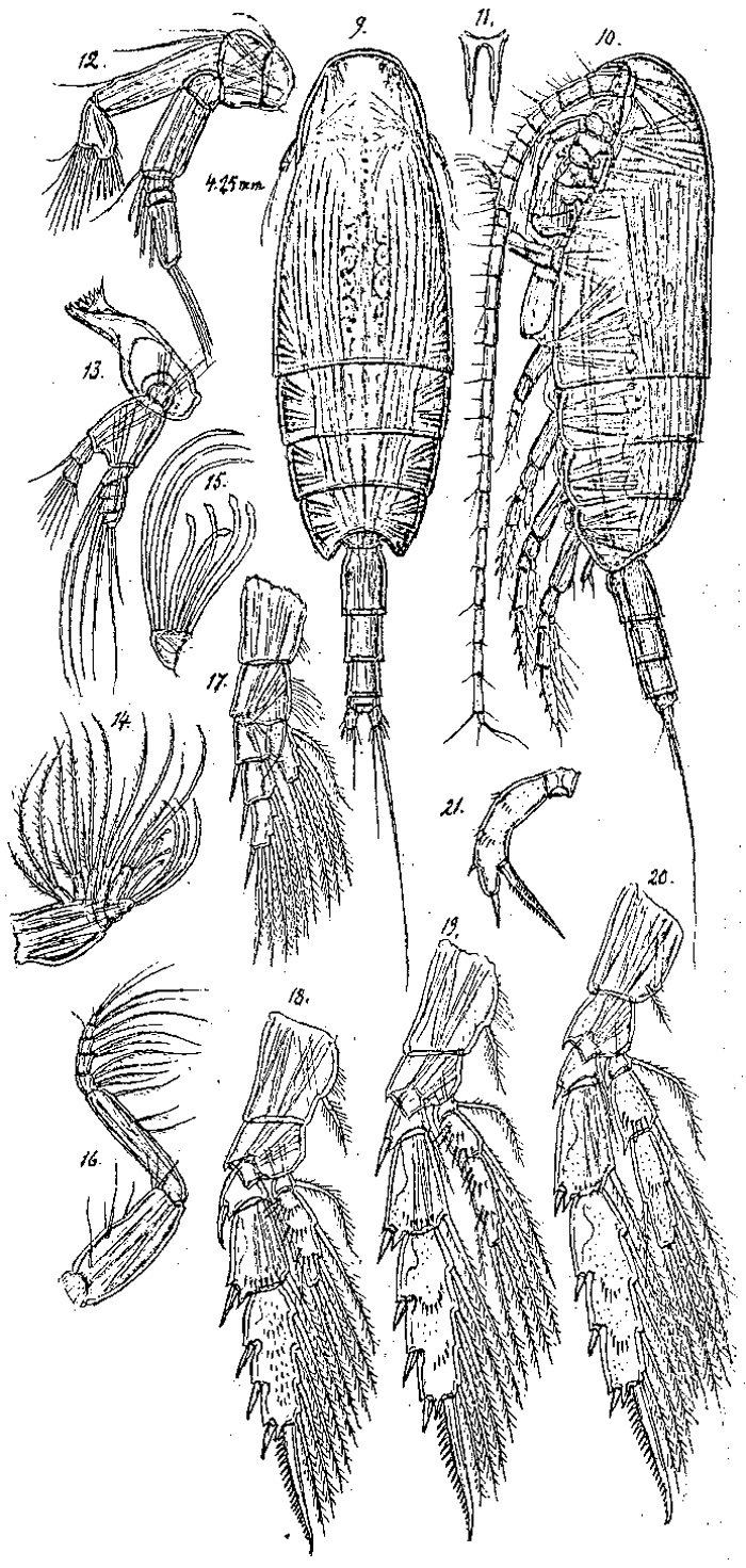 Espèce Amallothrix gracilis - Planche 3 de figures morphologiques