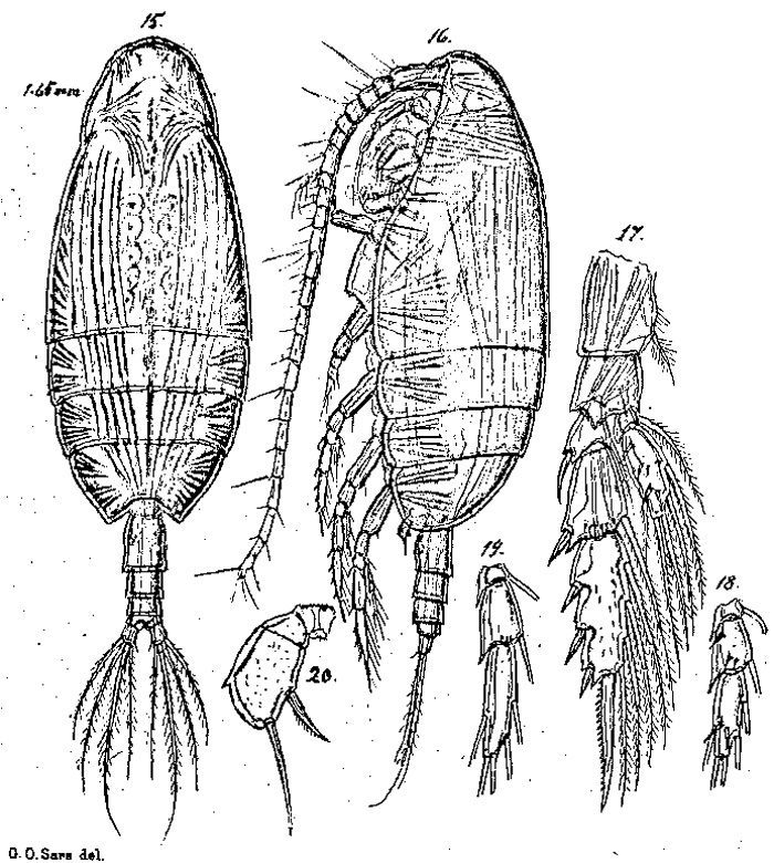 Espèce Scolecithricella vittata - Planche 8 de figures morphologiques