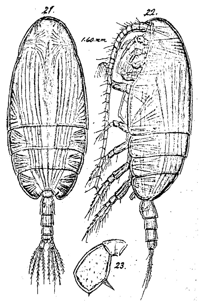 Species Scolecithricella dentata - Plate 11 of morphological figures