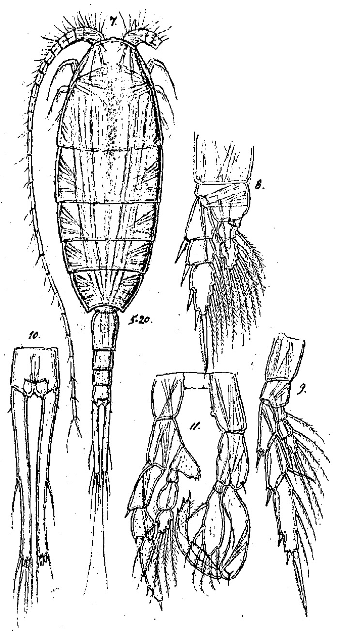 Species Lucicutia tenuicauda - Plate 1 of morphological figures