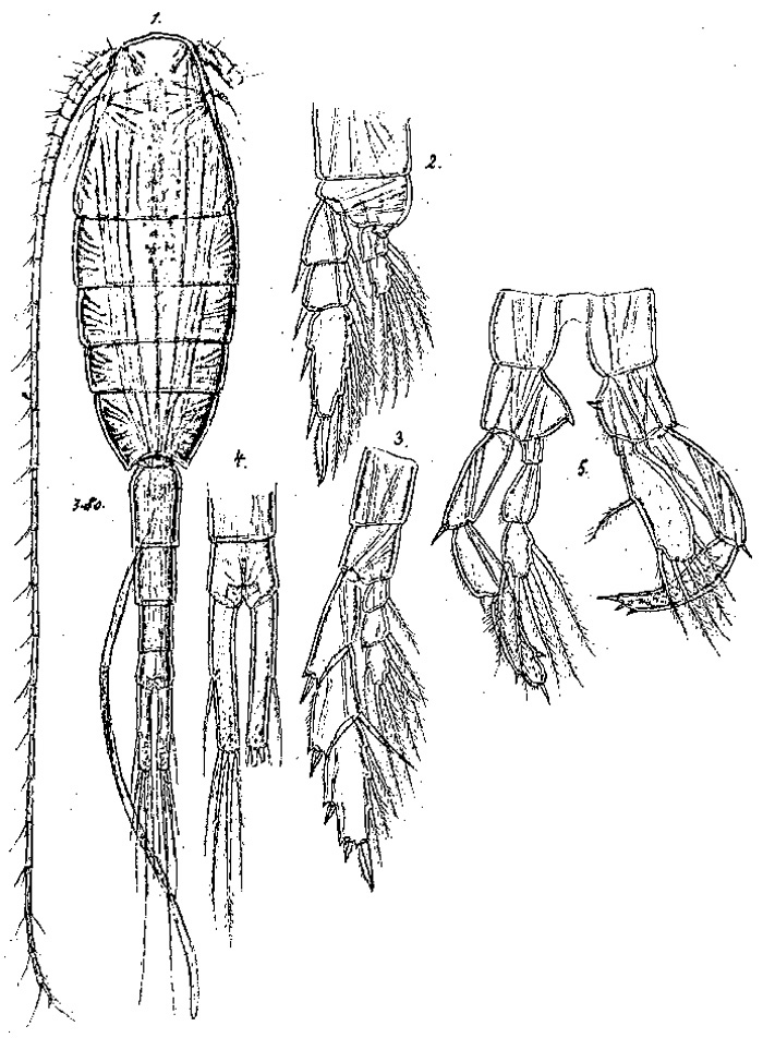 Species Lucicutia magna - Plate 4 of morphological figures