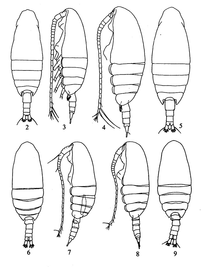 Species Nannocalanus elegans - Plate 1 of morphological figures